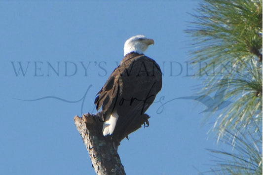 Sentinel of the Sky-Photography Print