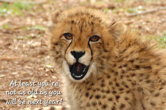 Cheetah Chatter-Birthday Photography Card