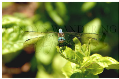 Winged Watchmen-Photography Card