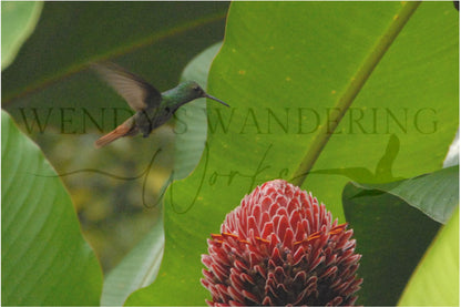 Dance of Fire and Flight-Photography Card