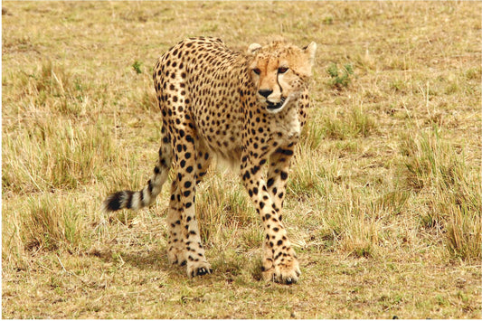 On the Prowl-Photography Print