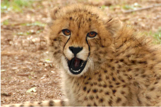 Wild Whispers-Photography Print