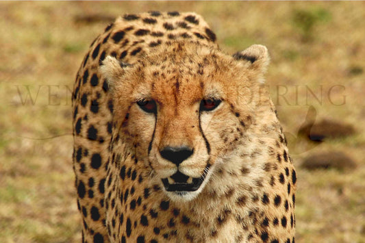 On the Move-Photography Print