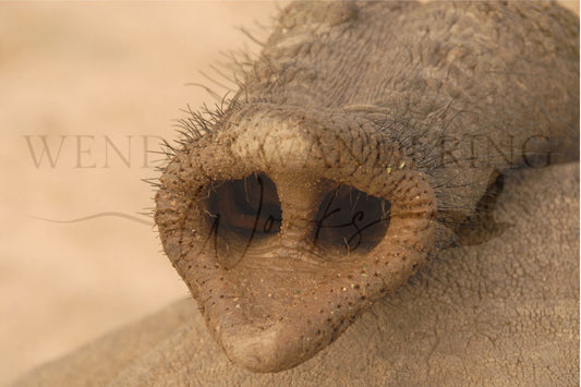 Trunk Tip-Photography Print