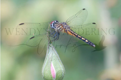 Poised for Bloom-Photography Card