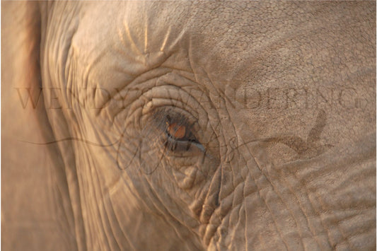Wisdom in a Glance-Photography Print
