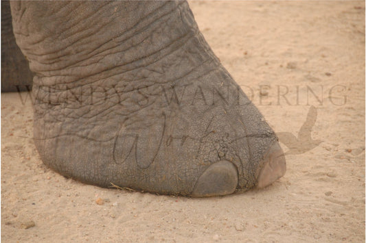 Grounded Grace-Photography Print