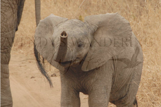 Joyful Reach-Photography Print