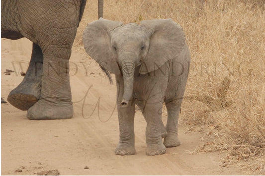 Little One Big World-Photography Print