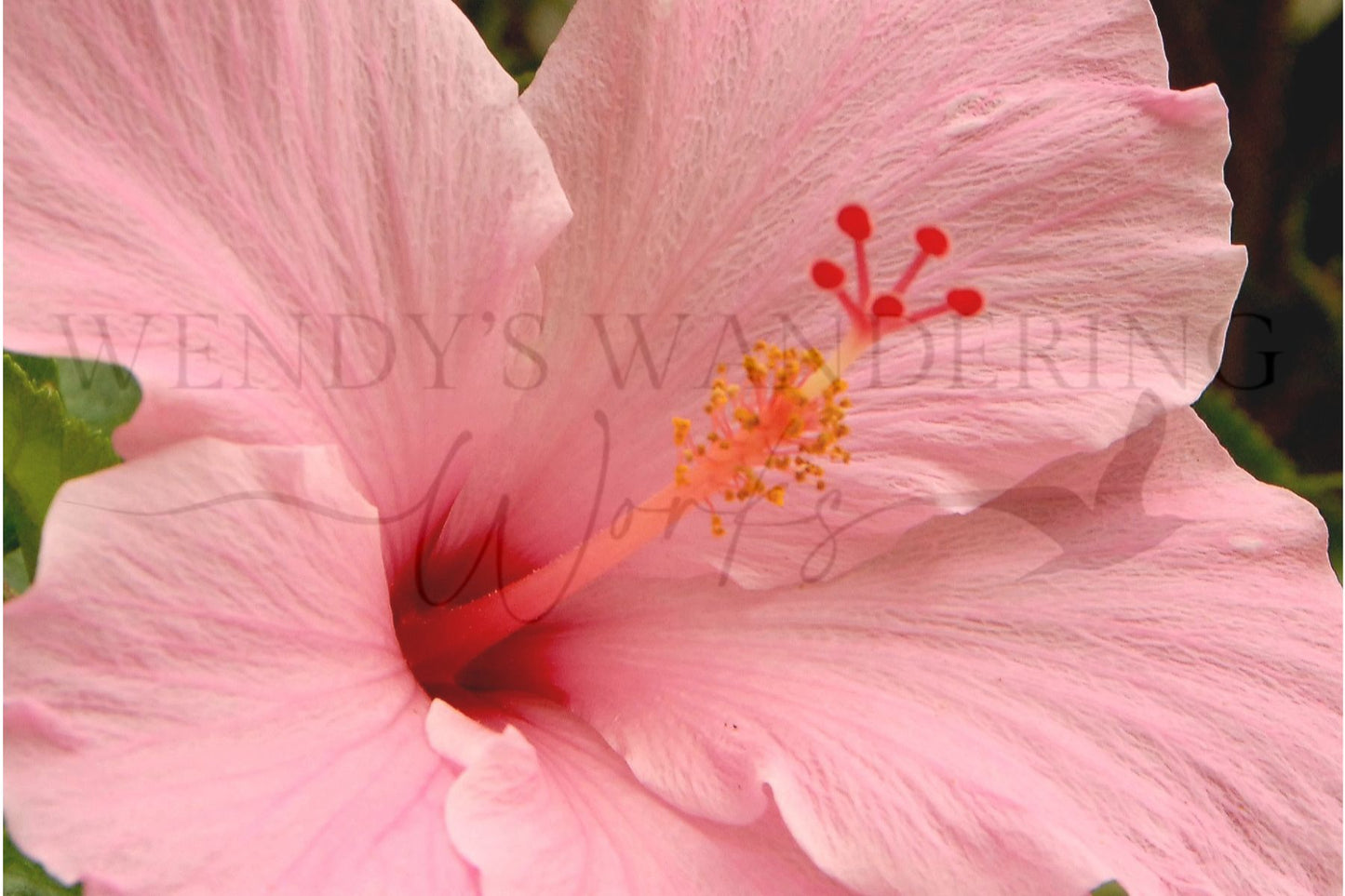 Hibiscus Embrace-Photography Print