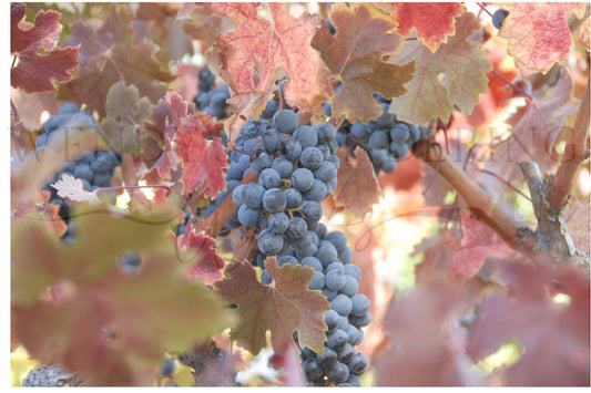 Crimson Harvest -Photography Card