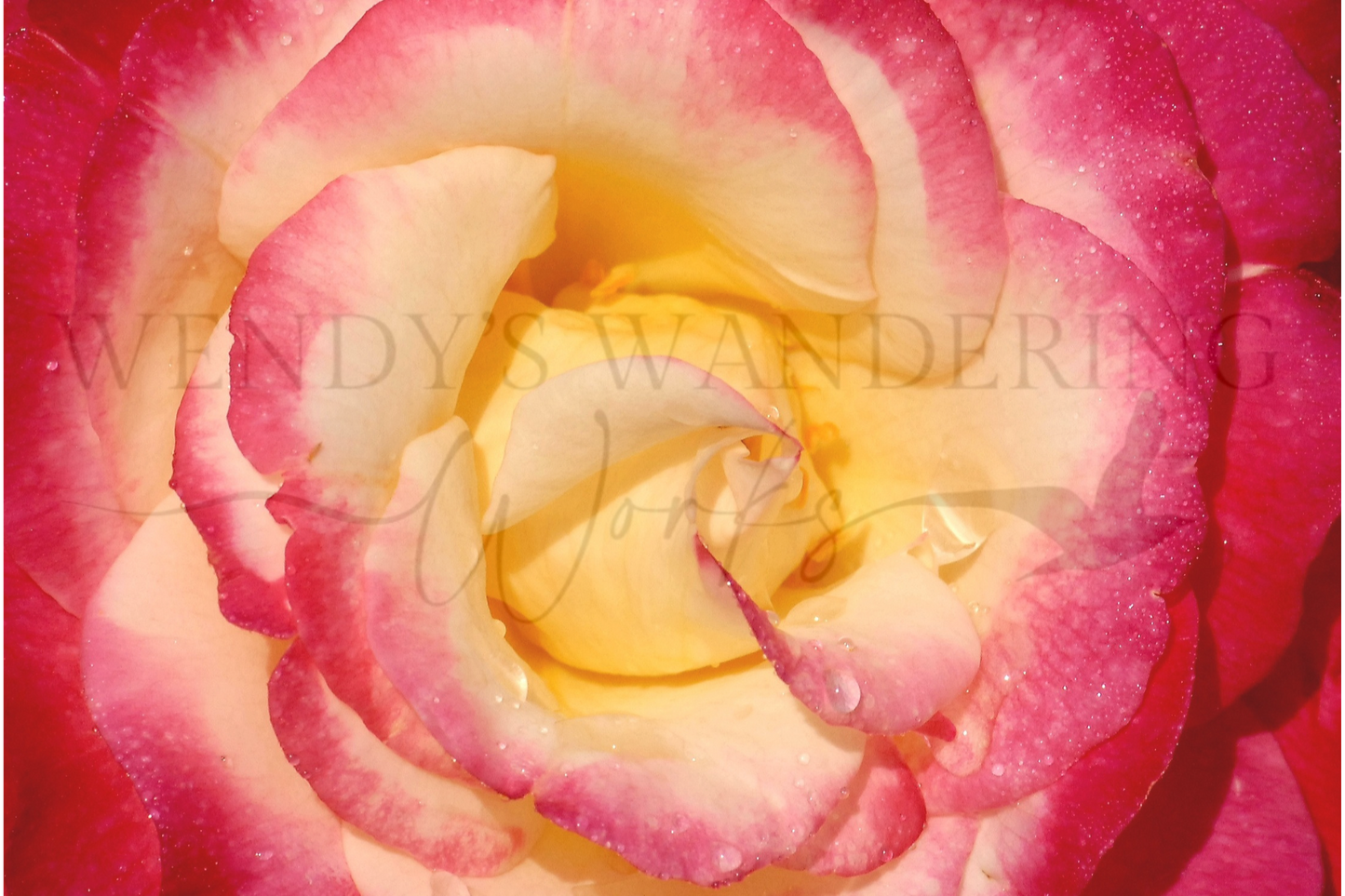 Sunrise Petals-Photography Print