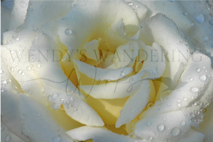 Silent Dew-Photography Card