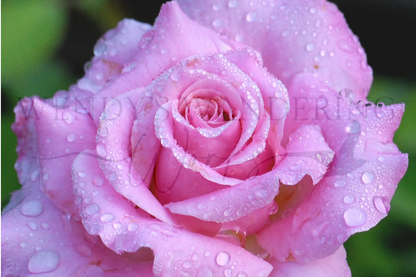 Petal Kiss-Photography Card