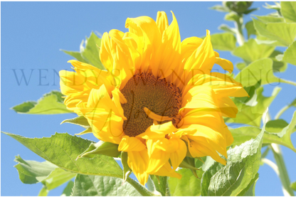 Sunflower in Sunlight-Photography Card