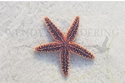 Stellar Stillness-Photography Card