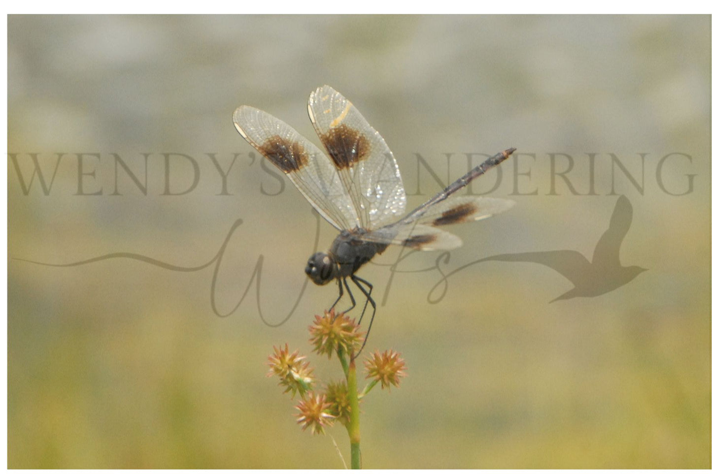 Delicate Balance-Photography Card