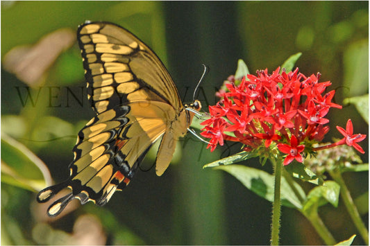 Wings of Light-Photography Print