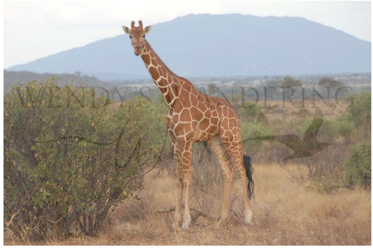 Grace in the Grassland-Photography Print