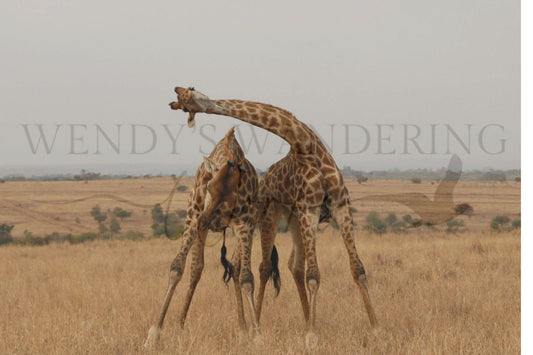 Neck and Neck-Photography Print