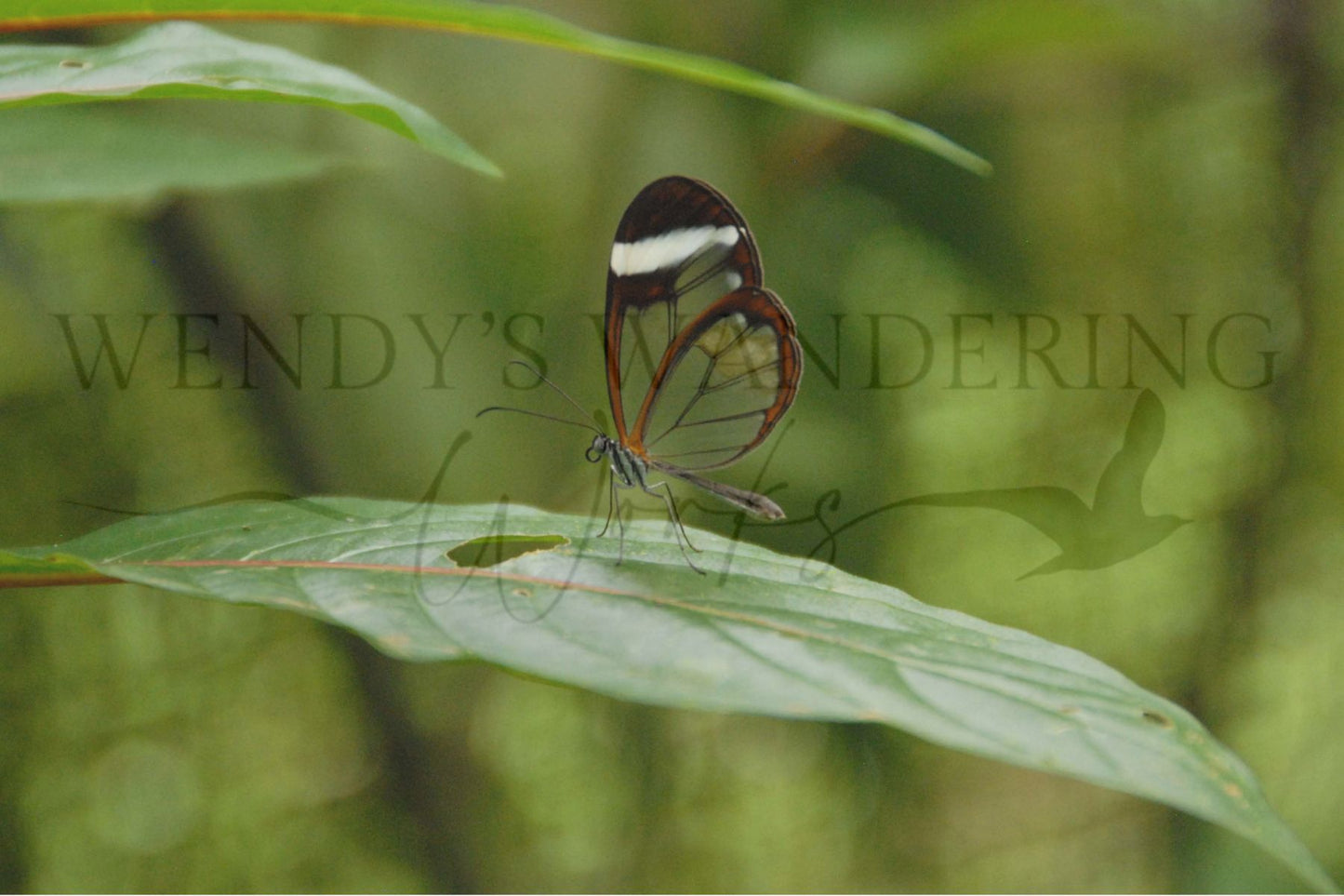 Translucent Grace-Photography Print