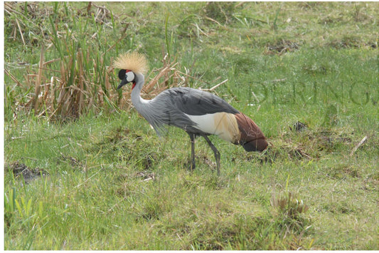 Crowned in the Wild-Photography Print