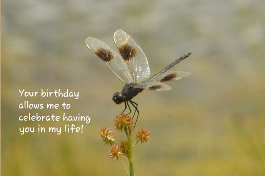 A moment to Celebrate You-Birthday Photography Card