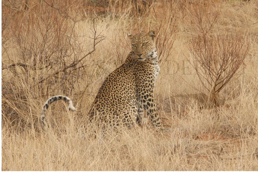 Poised in the Grass-Photography Print