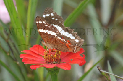 Peacock and the Petal-Photography Card