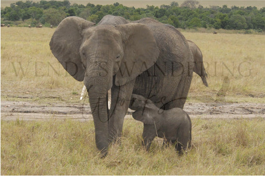 Nutured in the Wild-Photography Print