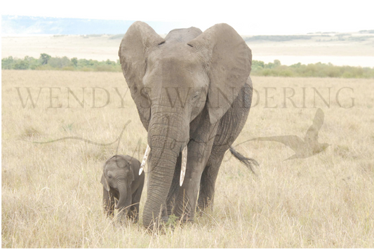 Walking Wisdom-Photography Print