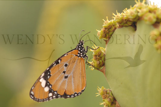 Queen of the Bloom-Photography Card