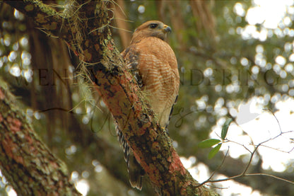 Sentinel Above-Photography Card