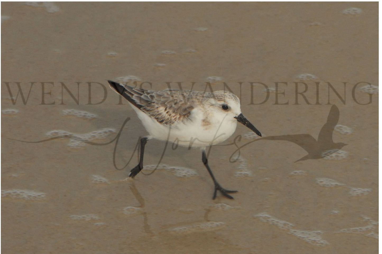 Shoreline Stroll-Photography Print