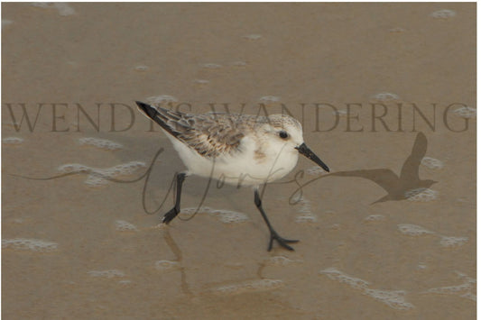 Shoreline Stroll-Photography Print