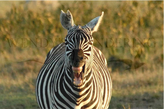 Laugh Lines-Photography Print