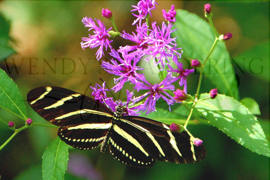 Black-Tie in the Garden-Photography Card