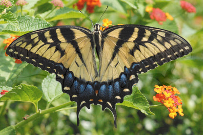 Poised in Nature-Photography Card